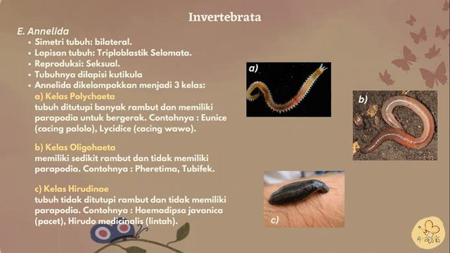 AmazinginBiologi with Disa - Animalia смотреть онлайн