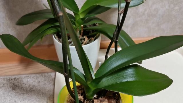 Орхидеи благодарны. Испытала препарат от вредителей... смотреть онлайн