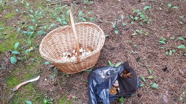 Грибы в мае. собираем масленка смотреть онлайн