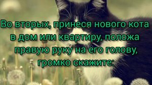 как вернуть кота