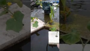Укореняю побеги огурцов на #аквапонике. Эксперименты на #экоферме дяди Вити. Вечный огурец. 15.07.2