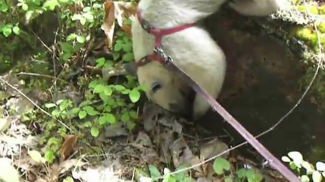 Pua tamandua anteater eat ants смотреть онлайн