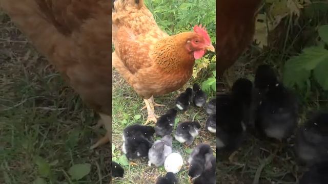 ? ЦЫПЛЯТА,чем кормить в первые дни!!! смотреть онлайн