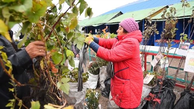 Сельскохозяйственная ярмарка