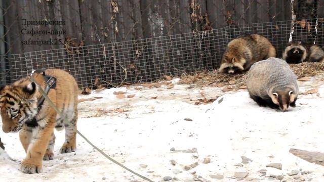 Тигрёнок Шерхан в Парке хищных зверей смотреть онлайн