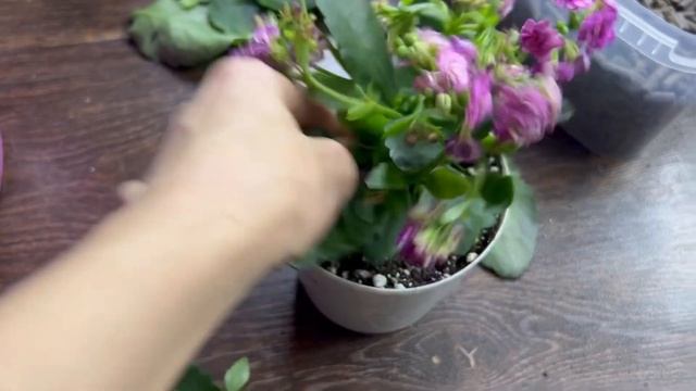 Каланхоэ пересадка. Пересадка покупного каланхоэ