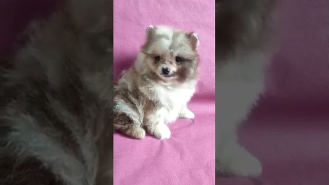Голубой мрамор, мини померанцы