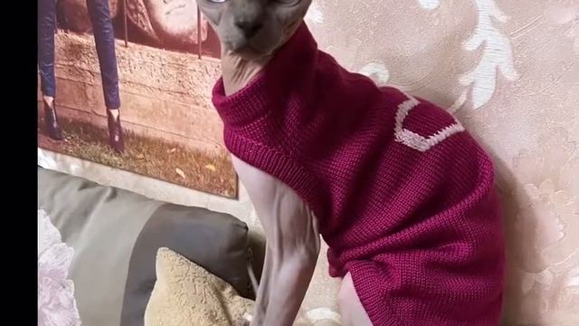 Дизайнерская одежда для кошек и собак от российского дизайнера Евгения Андриевская evgeniya.andri