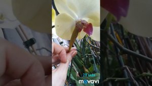 Семянная коробочка орхидеи лопнула. Семена орхидеи. Опыление орхидеи