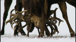 Зимние драки благородных оленей. Red deer. Winter fights.