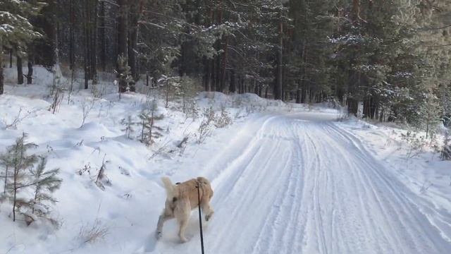 Прогулка по льду | золотистый ретривер