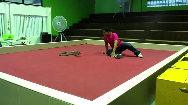 Королевская кобра. Тайланд. смотреть онлайн