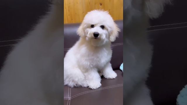 Кому я там не нравлюсь 😀 #собака #прикол #щенок
