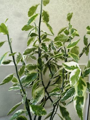 ПЕДИЛАНТУС. Уход и полив в зимнее время.