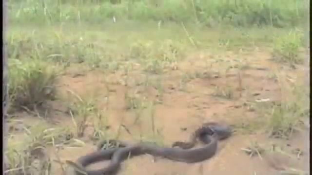 Невероятно. Змея ест змею. 蛇吃蛇. смотреть онлайн