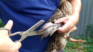 как подрезать подсадной утке крылья