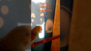 как научить попугая садится на палец...