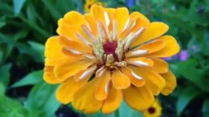 Yellow zinnia