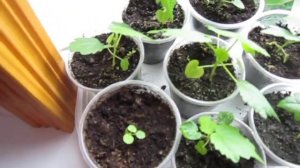 Комнатные цветы из семян