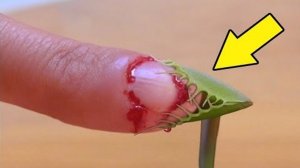 10 Самых Опасных Растений На Планете!