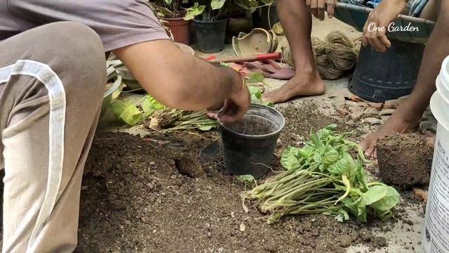 Syngonium Plants Soil Mixture Preparation , Repotting And Propagation Of Syngonium Plant , Part 5