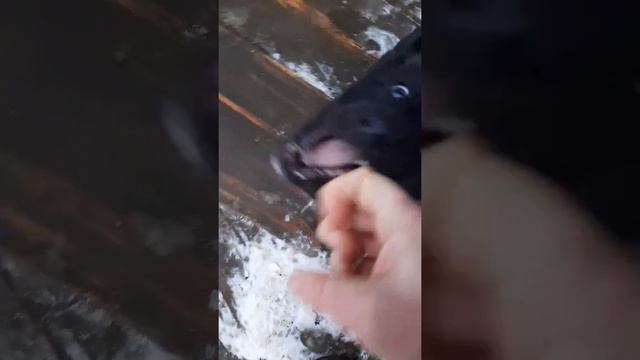 Русско-европейская лайка смотреть онлайн