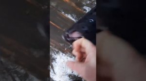 Русско-европейская лайка