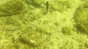 Дайвинг в Эмиратах, Фуджейра