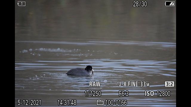 Sony Alpha 7 IV Animal & Bird Eye Autofocus Samples - Cats and Birds - High ISO - 4K смотреть онлайн