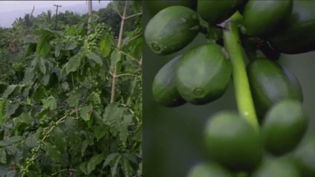 Dublin Roasters Coffee - Artisan, Small Batch Java смотреть онлайн