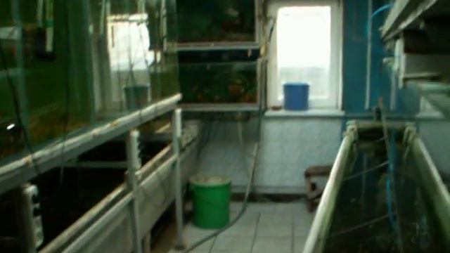 Аквариумная разводня смотреть онлайн