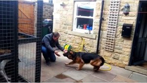 После долгой разлуки собака встретилась с хозяином. Реакция овчарки заставит вас рыдать...