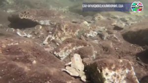 Операция "лягушка путешественница"  зоопарк Калифорнии перевозит земноводных в дикую природу