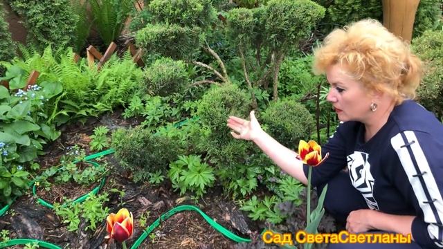 Капельный полив в цветниках.Случайно Повезло С Лентой Капельного Полива.Гибкая Удобная Мобильная!!! смотреть онлайн