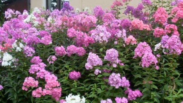 Floks смотреть онлайн