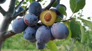 Слива Герман - сверхраннего срока созревания. Питомник Атмосфера Сада.