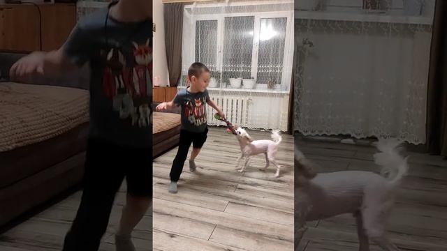 #dog китайская пуховая собака! Марсик.