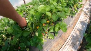 Уход за клубникой в пасмурную погоду. Питание и обработки. Как развивается клубника в балаганах.