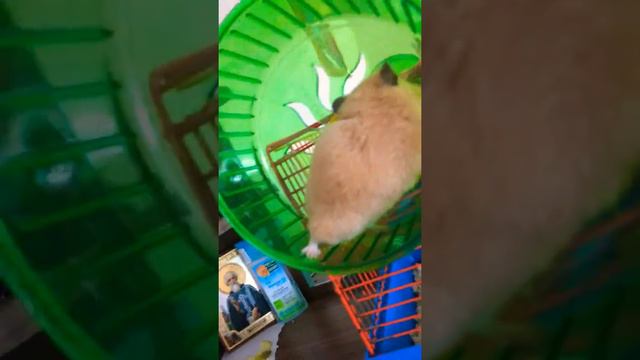Как приучить хомяков к колесу смотреть онлайн
