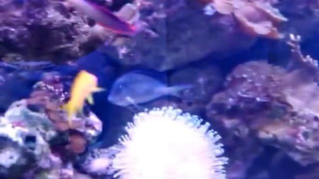 baby leopard grouper fish.3gp смотреть онлайн