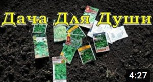 ОГОРОД В СЕНТЯБРЕ: что можно посадить????