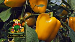 Перец Золотой бочонок