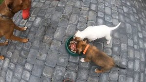 щенки Пит- Бульдог