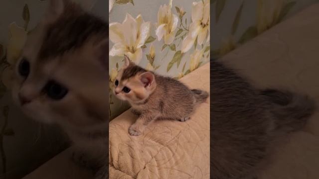 Есть котята #british #brigoldensunrise #catlovers #love #kittens #animals #котята #gato_cats #cat