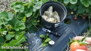 Сорт клубники Приз?. НСД. Belklubnika.by