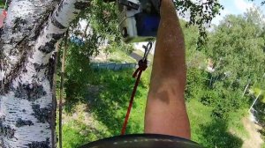 Наклонное кривое дерево. Не удобно пилить
