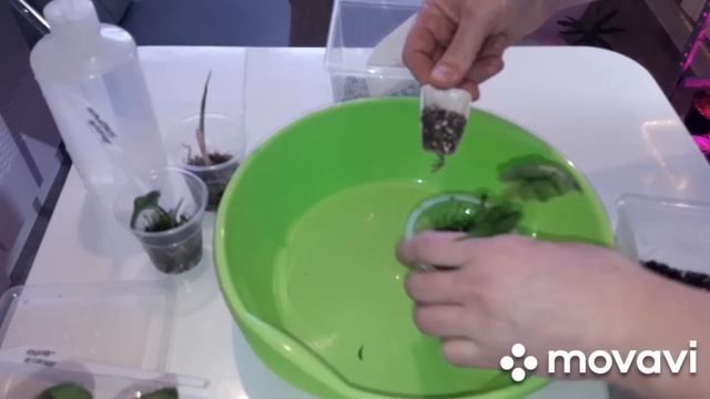 КОМНАТНЫЕ РАСТЕНИЯ(ЦВЕТЫ).СУПЕР ПИТАТЕЛЬНЫЙ ГРУНТ ДЛЯ АЛОКАЗИЙ.ЦВЕТОЧНЫЕ ДЕЛА.