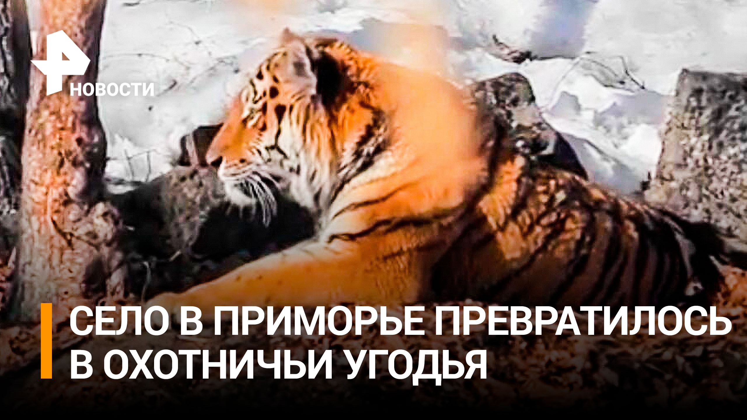 Съевший собаку тигр держит в страхе жителей села в Приморье / РЕН Новости