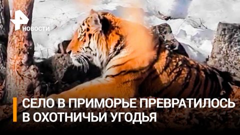 Съевший собаку тигр держит в страхе жителей села в Приморье / РЕН Новости