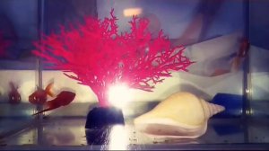 Рыбка меченосец в бою